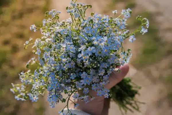 Les meilleures variétés de fleurs pour un jardin coloré et vibrant tout l’été