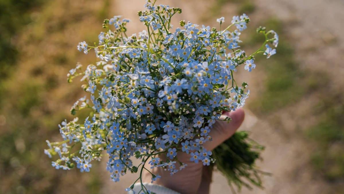Les meilleures variétés de fleurs pour un jardin coloré et vibrant tout l’été
