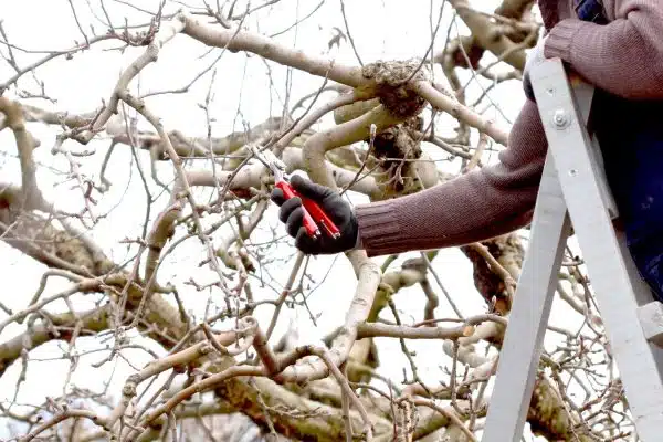 Comment choisir la meilleure échelle pour atteindre les hautes branches