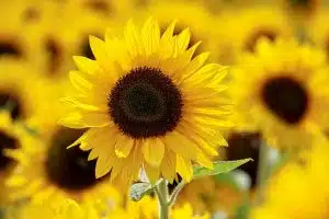 Les fleurs les plus simples à cultiver dans votre jardin