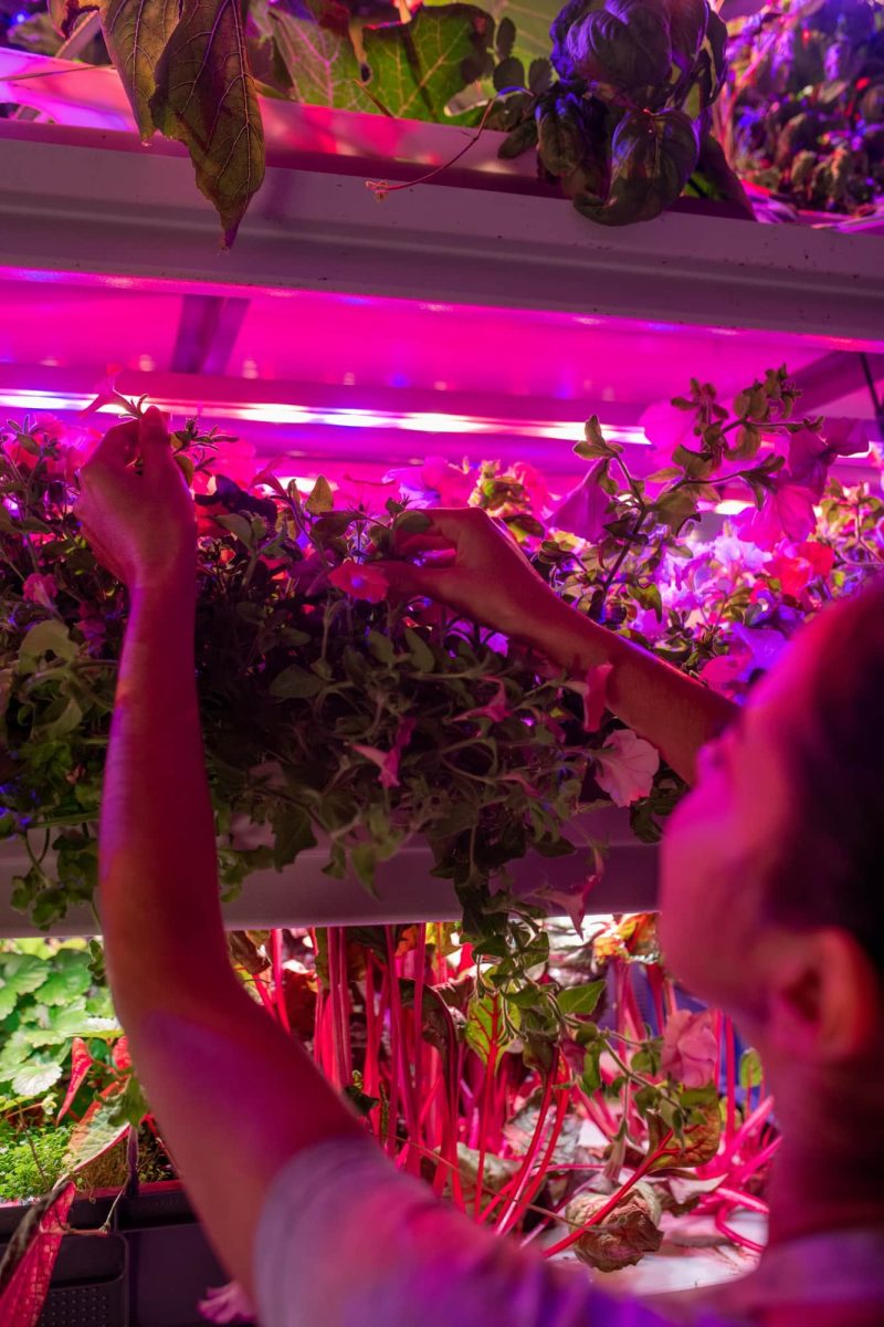 LED horticole professionnel : incontournable pour la culture de plantes en intérieur