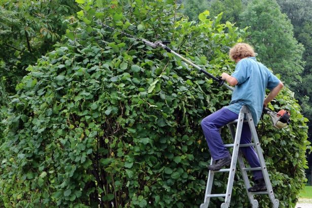 La taille des haies : période et réglementation - Escapades aux Jardins
