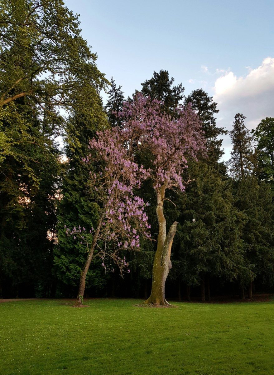 Les utilisations surprenantes du bois de Paulownia