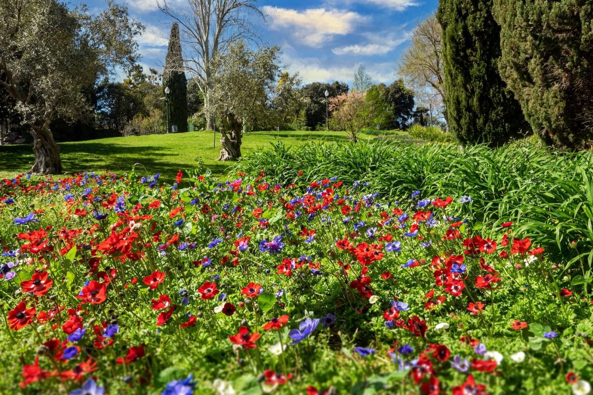 Comment choisir les plantes pour votre jardin